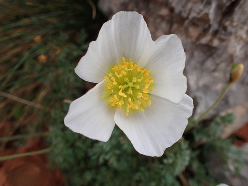 Dwarf poppy (Oreomecon alpina)