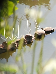 Trachemys scripta elegans