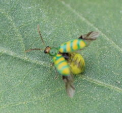 Diabrotica balteata