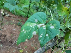 Pseudomonas phaseolicola