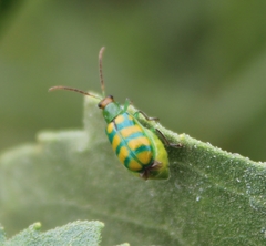 Diabrotica balteata