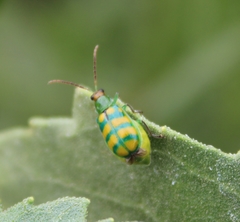Diabrotica balteata