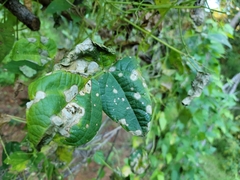 Pseudomonas phaseolicola