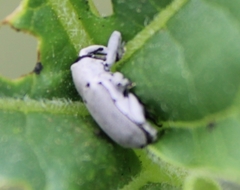 Trichobaris