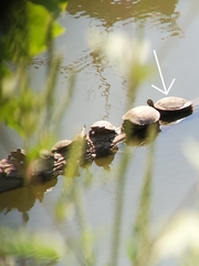 Pseudemys concinna concinna