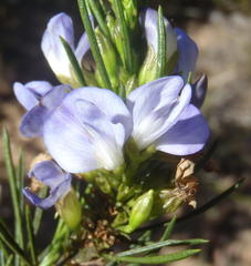 Psoralea diturnerae