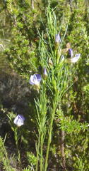Psoralea diturnerae
