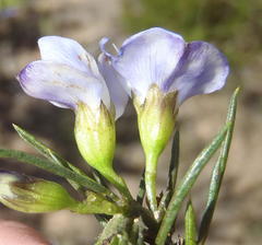 Psoralea diturnerae