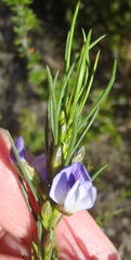 Psoralea diturnerae