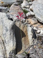 Tritoniopsis antholyza