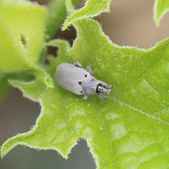 Trichobaris