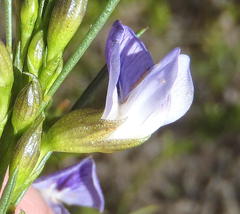 Psoralea diturnerae