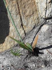 Tritoniopsis antholyza