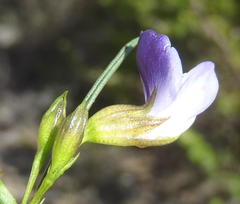 Psoralea diturnerae