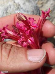 Tritoniopsis antholyza