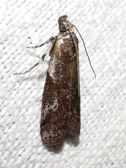 Acrobasis obliqua