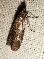 Acrobasis obliqua