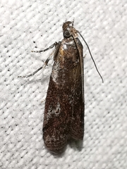 Acrobasis obliqua