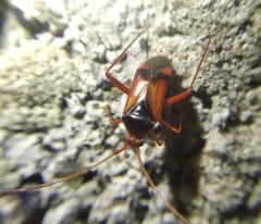 Pseudomegacoelum beckeri