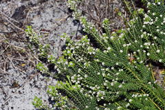 Phylica ericoides ericoides