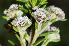 Phylica ericoides ericoides