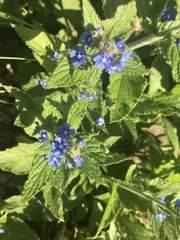 Pentaglottis sempervirens