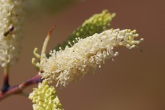 Grevillea pyramidalis leucadendron
