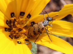 Hycleus transvaalicus