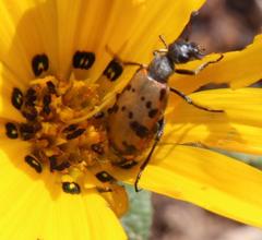 Hycleus transvaalicus