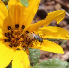 Hycleus transvaalicus