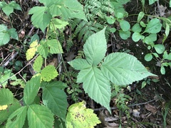 Rubus curtipes