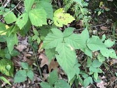 Rubus curtipes