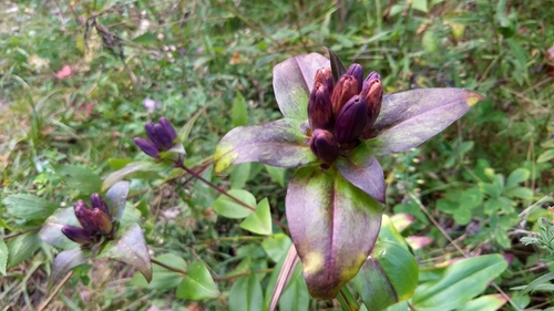 bottle gentian