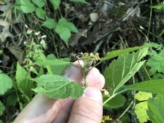Rubus curtipes