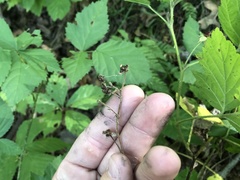 Rubus curtipes