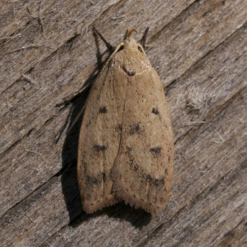 Gold-striped Leaftier Moth