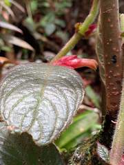 Columnea purpurata