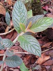 Columnea purpurata
