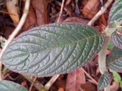 Columnea purpurata