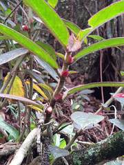 Columnea purpurata