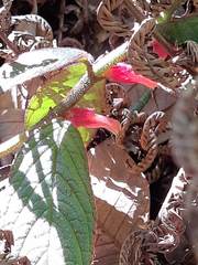 Columnea purpurata
