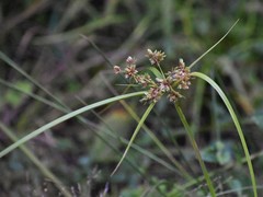 Cyperus drummondii