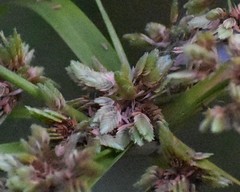 Cyperus drummondii