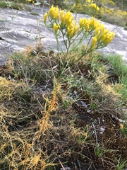 Cuscuta harperi