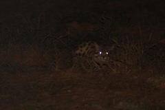 Felis nigripes