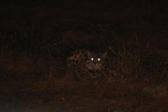 Felis nigripes