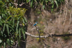 Todiramphus sanctus canacorum