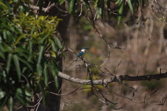 Todiramphus sanctus canacorum