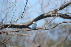 Todiramphus sanctus canacorum