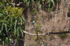 Todiramphus sanctus canacorum